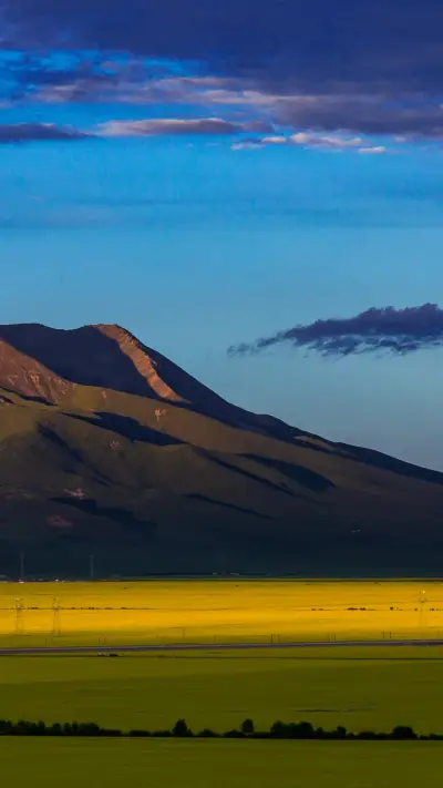 Qinghai rapeseed flower fields