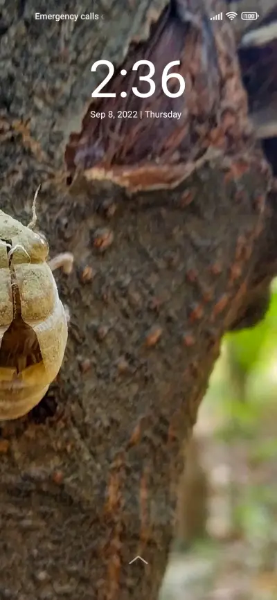 Insect - Screenshot 1