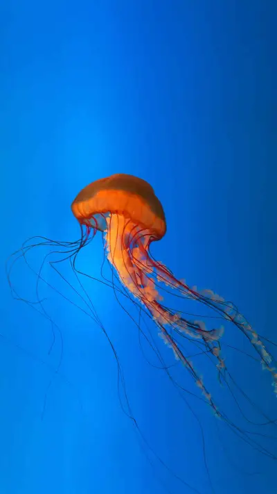 Underwater jellyfish - Screenshot 1