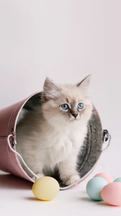 White Kitten with Blue Eyes in the Bucket Playing balls