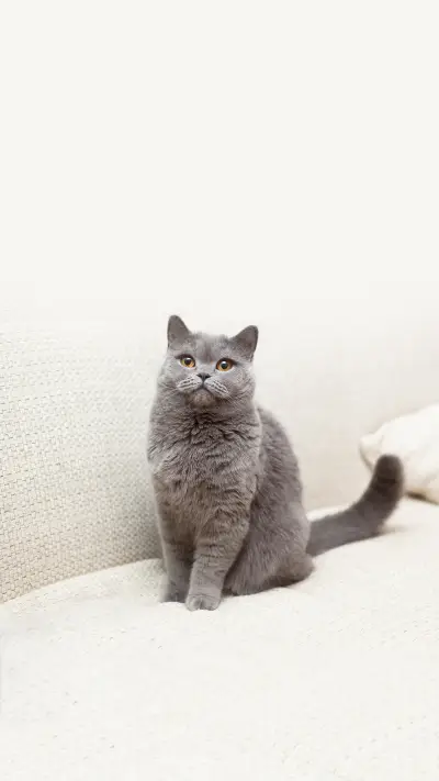 Pretty Blue British Cat with Yellow Eyes