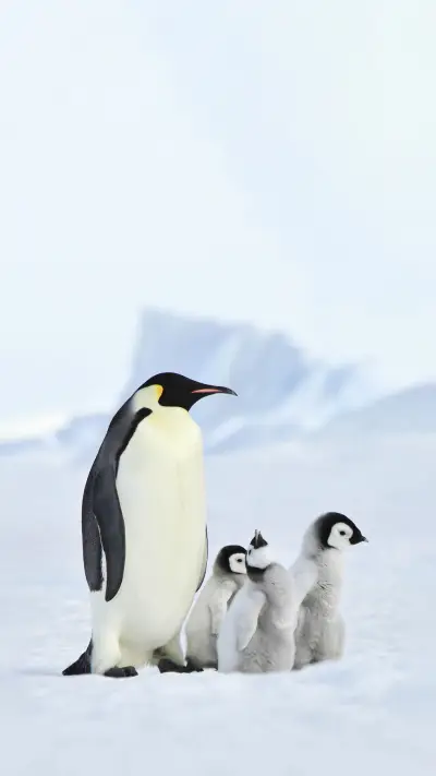 Emperor Penguins with Chick