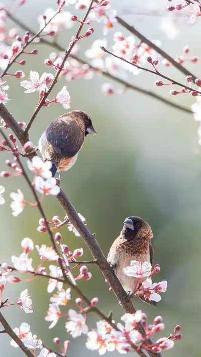 international_bird (4)