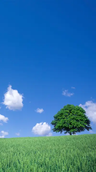 Green grass and trees