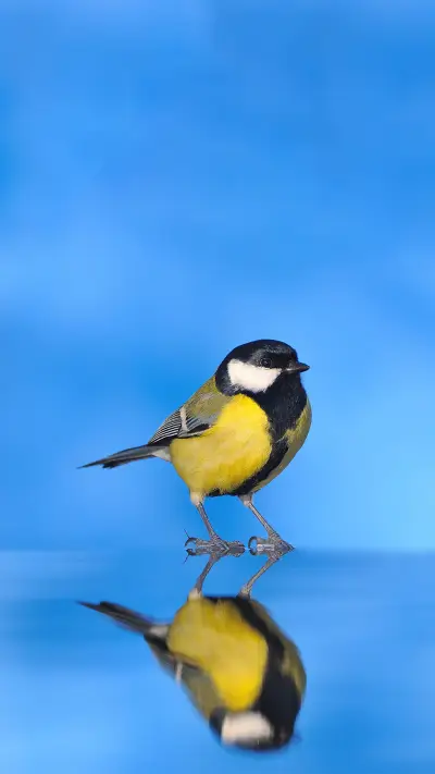 Smart Bird - Screenshot 1