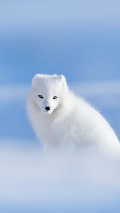 Folk stories about white fox 63