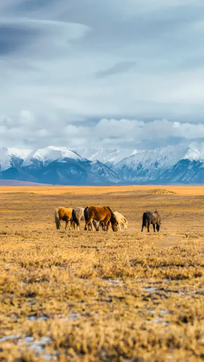 Mongolia suffers from severe snow disasters