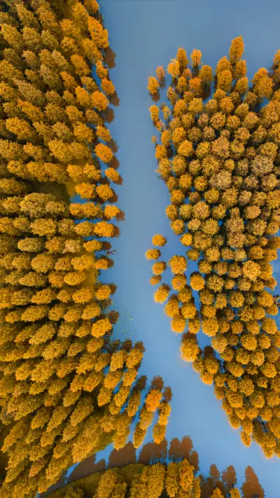 Aerial View of The Forest
