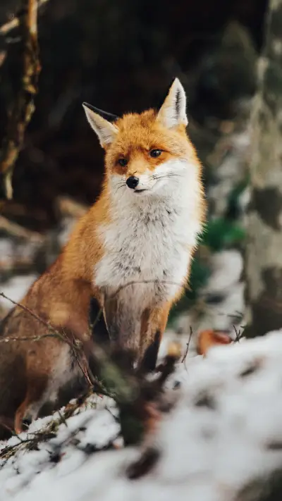 Cute Fox Standing on The Snow