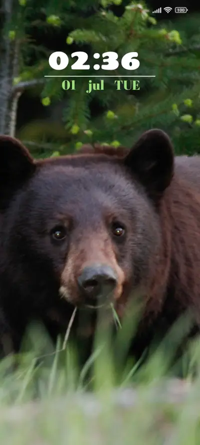 Grizzly Bear - Screenshot 1