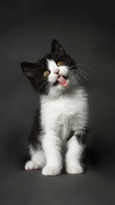 Cats talk cute and cute