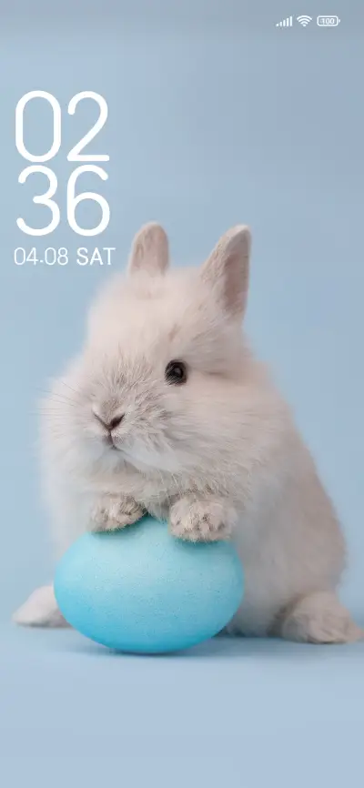Cute rabbit
