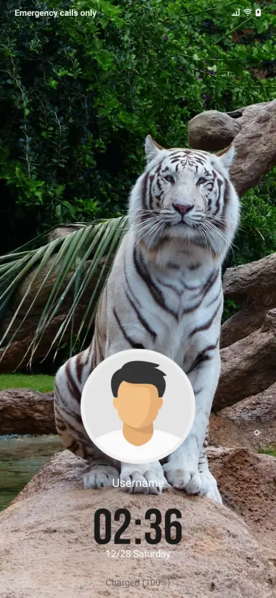 Tiger White