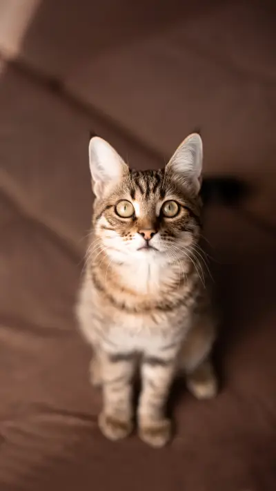 Color determines cat personality 2 - Screenshot 1