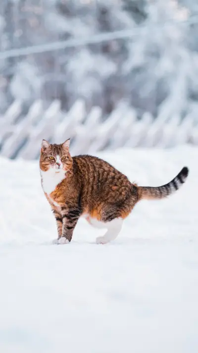 A cat with Black Stripes Standing in the Snow During Winter