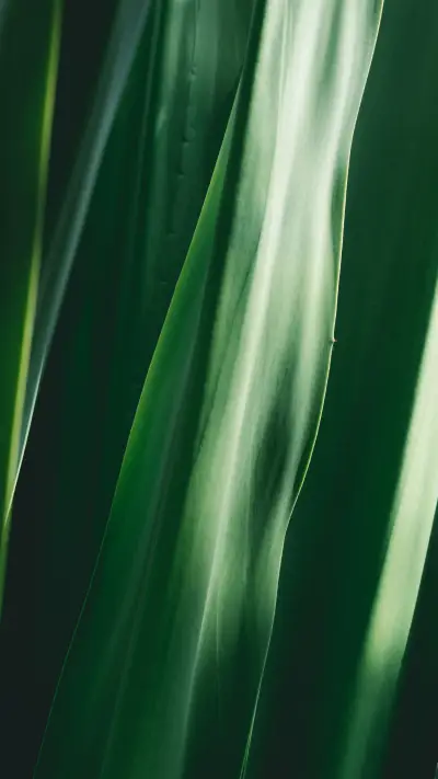 Green eye protection wallpaper