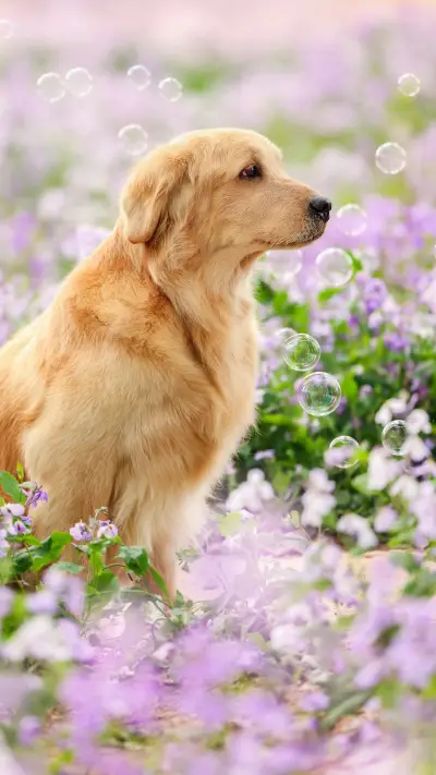 Dogs are happy to be embraced by their owners