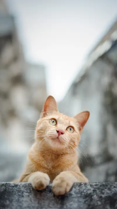 Preparation before raising a cat 35 - Screenshot 1