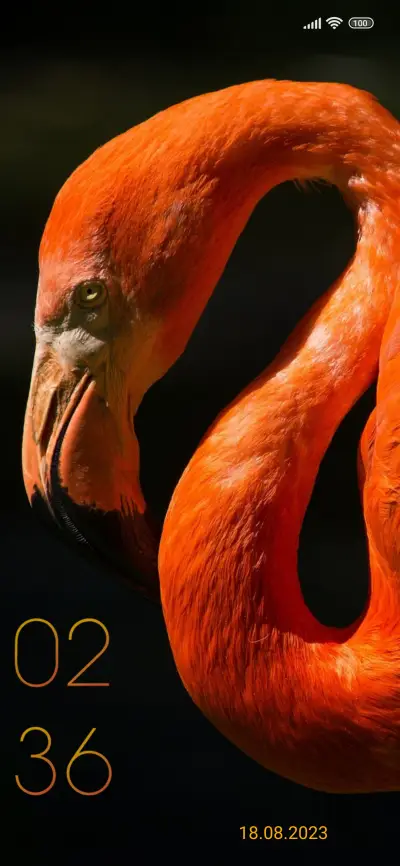 Flamingo orange - Screenshot 1