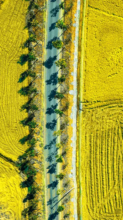 Late rice is fragrant and a bumper harvest is in sight 15