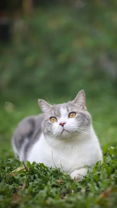 Cute Cat Lying on The Grass