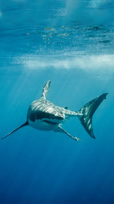 Animals misunderstood by humans 79