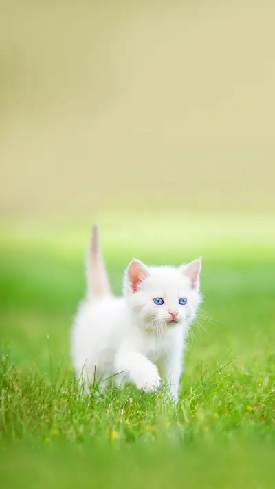 Adorable White Kitten with Blue Eyes