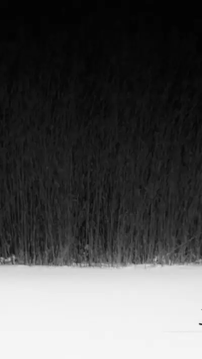 The black and white fox running in the snow