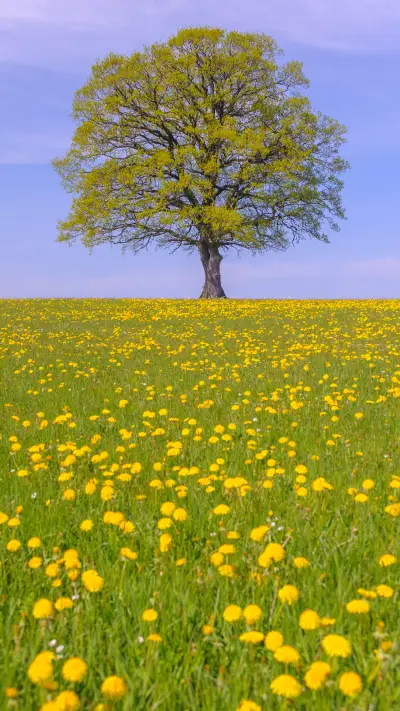 Green tree and blue sky - Screenshot 1