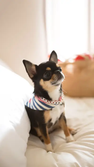 Chihuahua on the bed