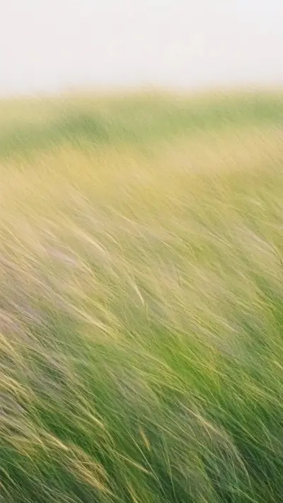 Letter from the Wind