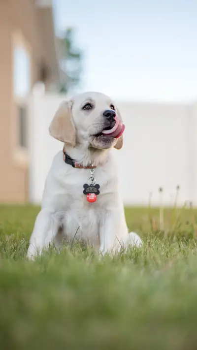 OGQ (426) - Screenshot 1