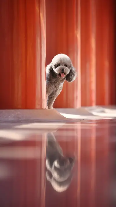 Things to pay attention to when raising Teddy 6