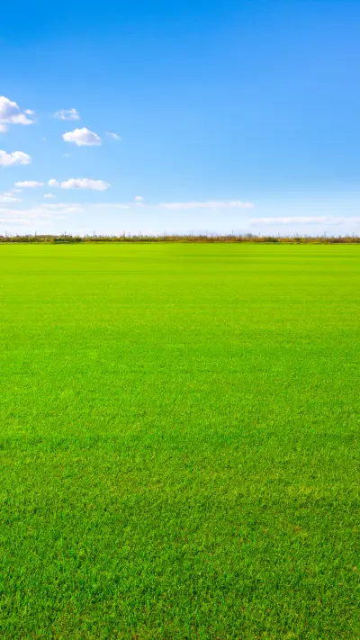Green Grass And Blue Sky