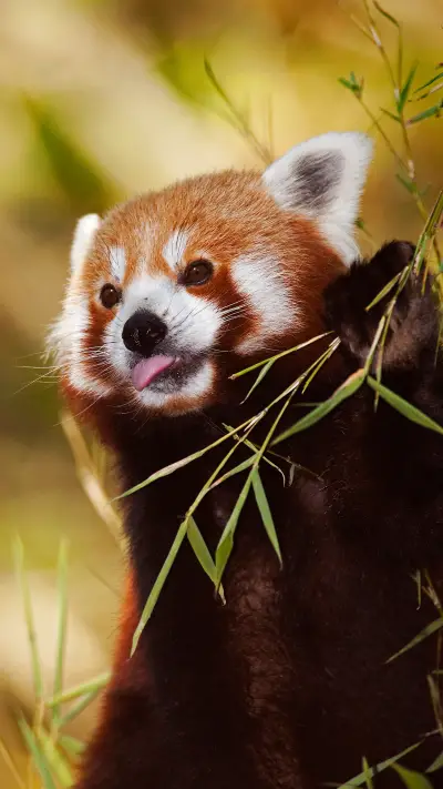Cute red panda