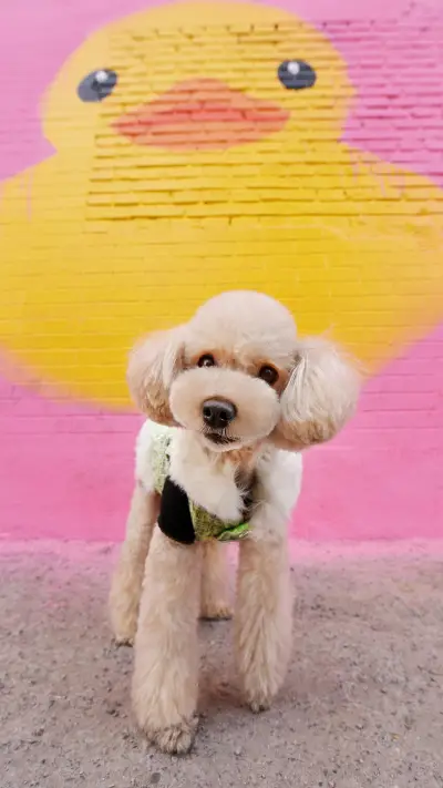 The things about dogs defecating 9