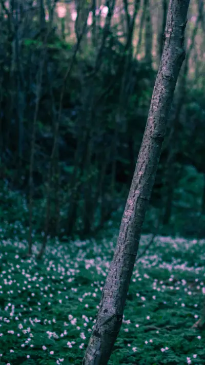 international_tree - Screenshot 1