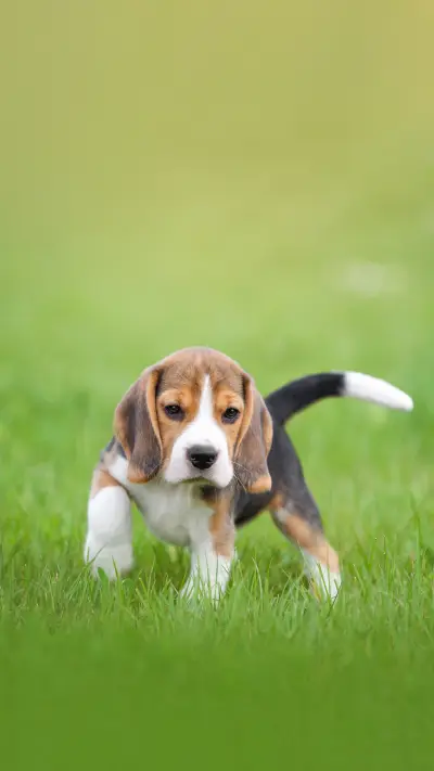 Little beagle puppy in nature