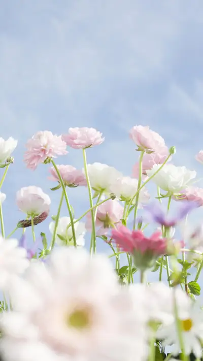 清新花卉-【视觉中国】 - Screenshot 1