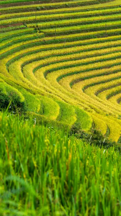 Green Terraced Fields