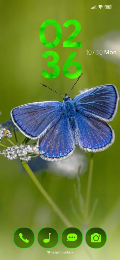 nature butterfly
