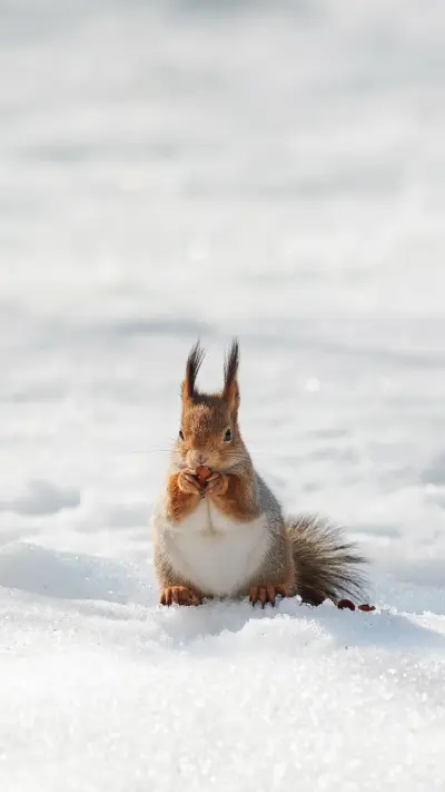 Beautiful Fluffy Squirrel Eating Nuts on a White Snow