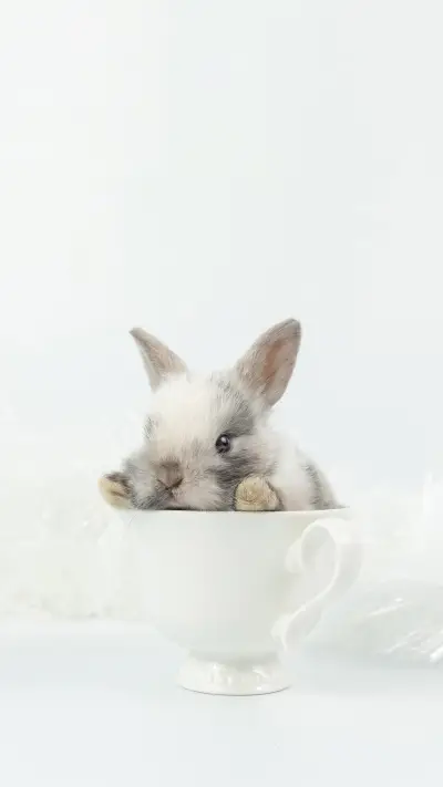 Lovely Baby Bunny Easter Rabbit on White Background