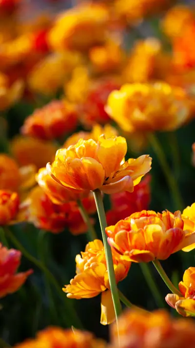 Tulip blooms - Screenshot 1