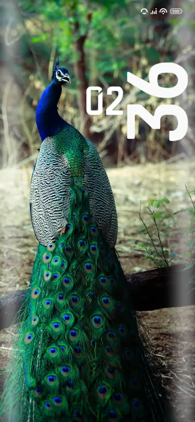 Peacock