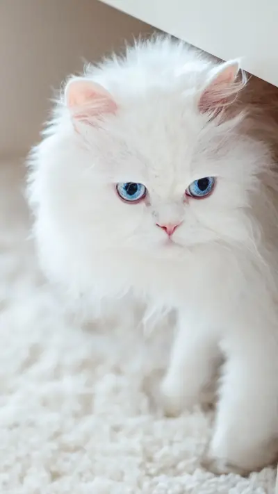 VCG41N614613244 - Screenshot 1