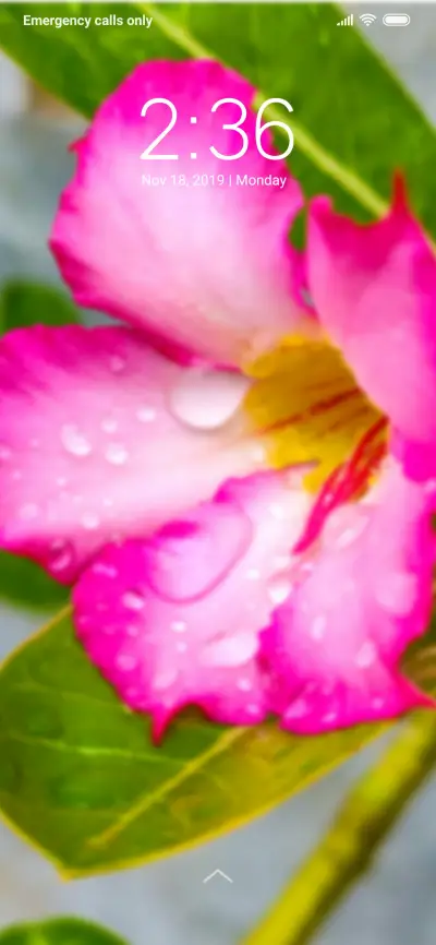 Lily Flower_DWM3 - Screenshot 1