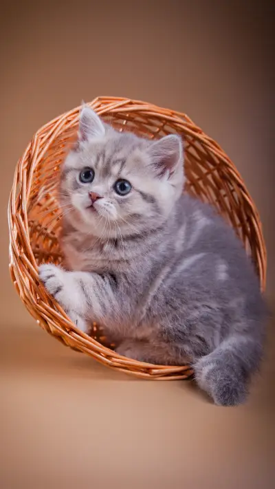Cute Cat
