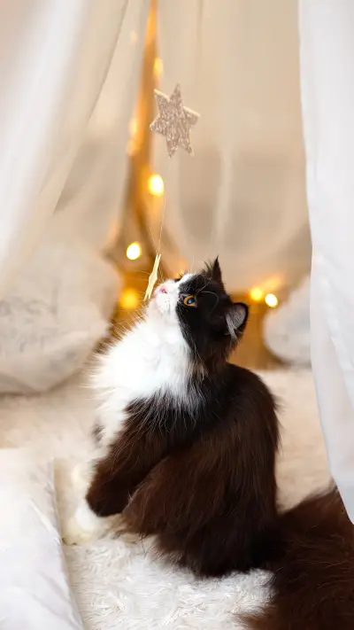 A vertical shot of a fluffy Siberian cat