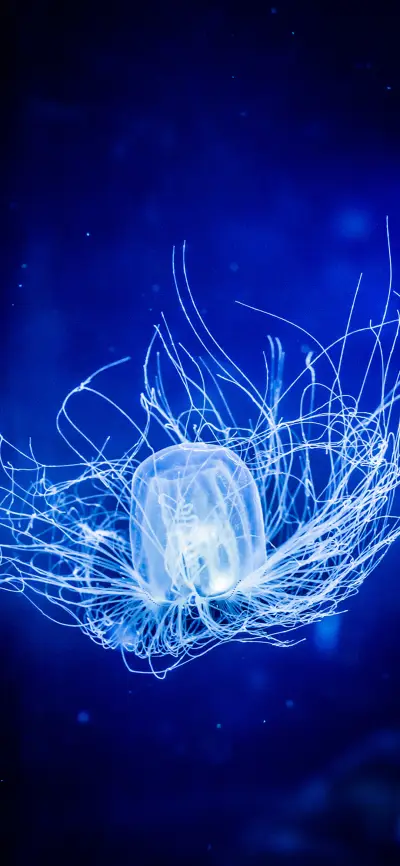 Color of jellyfish-PAIXIN